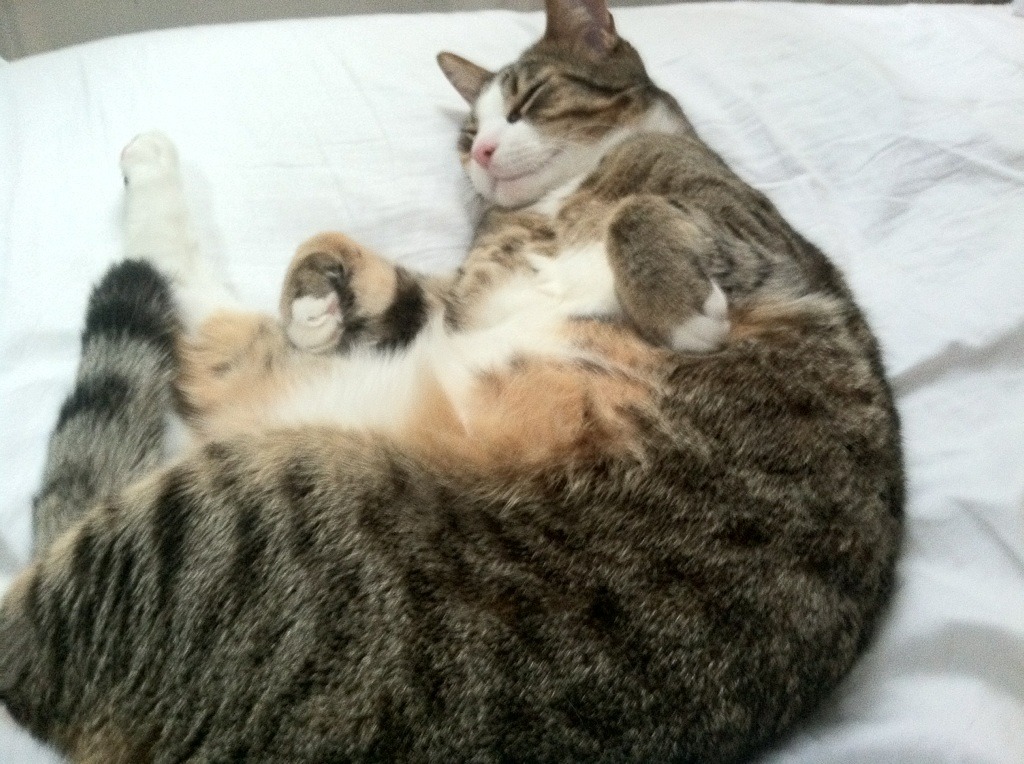 平行宇宙的绿茵场，当西甲国家德比遭遇多特蒙德掀翻奥地利的终极猜想