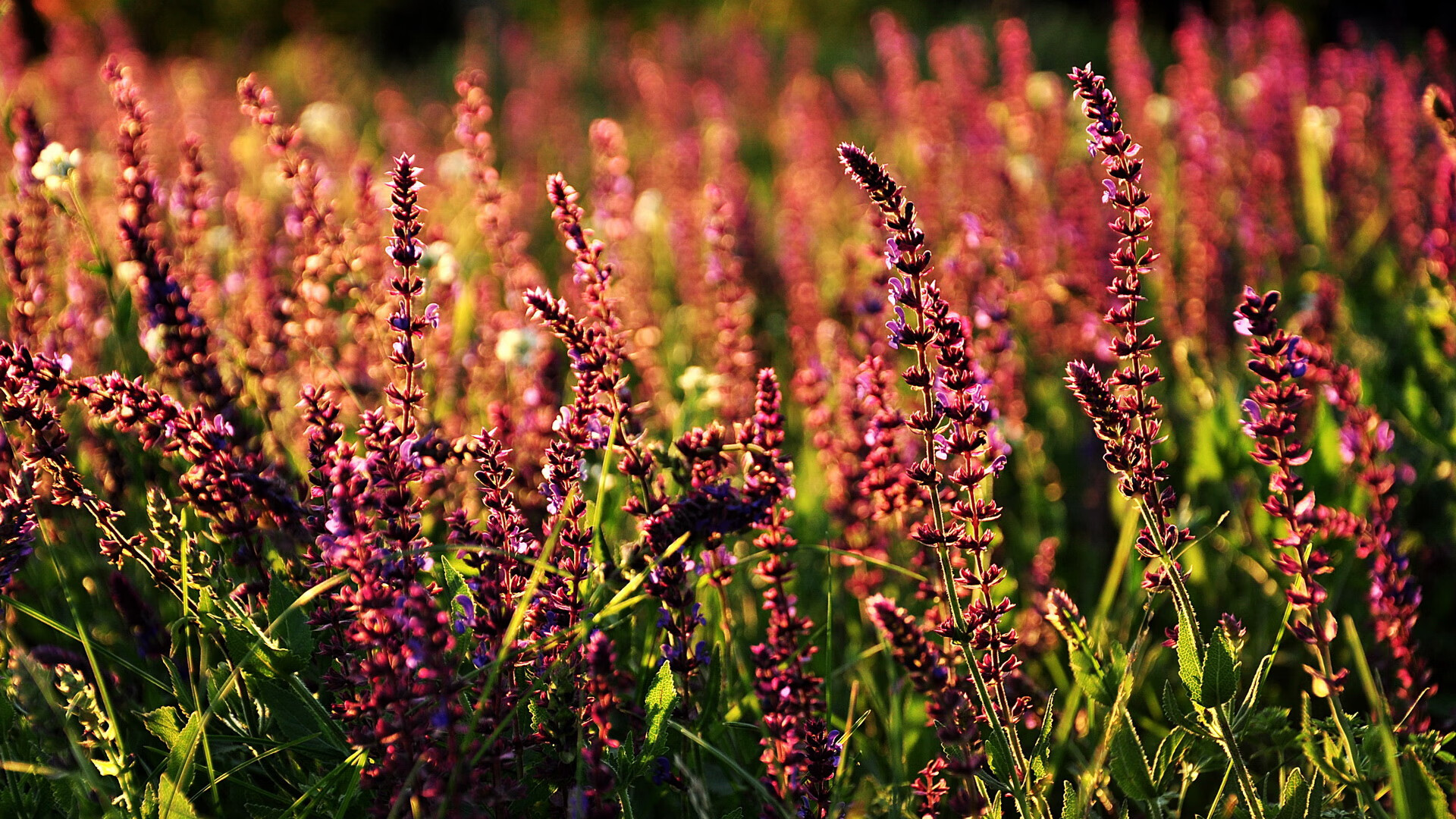 撕裂夜空的轰鸣，孔德生涯之夜，巴黎击碎马德里的铁幕