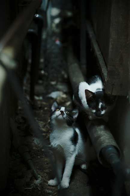 当爱德华兹降临上海滩，一位大场面先生的生死战传奇