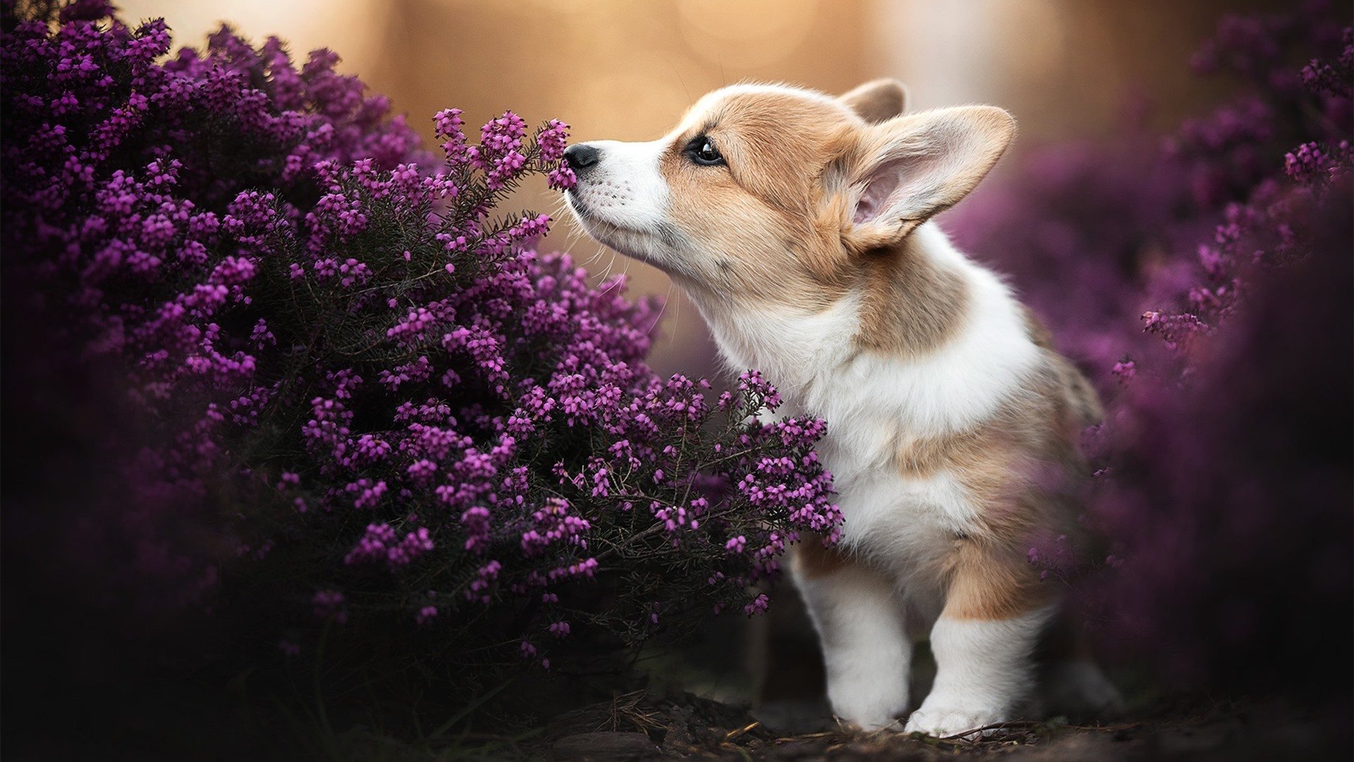 从团队合作到明星闪耀，马刺掀翻爵士，福克斯全场最佳无争议