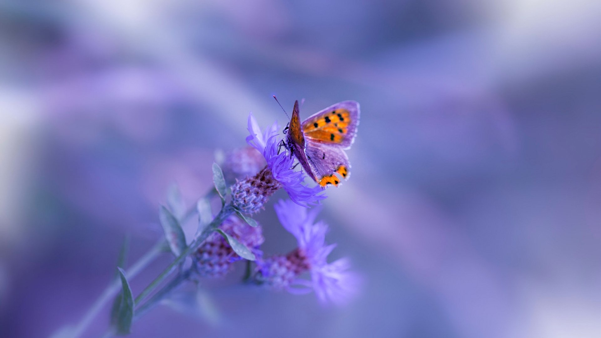 中美洲闪电劈开黑铁熔炉,阿圭罗西决生死战一人接管战场