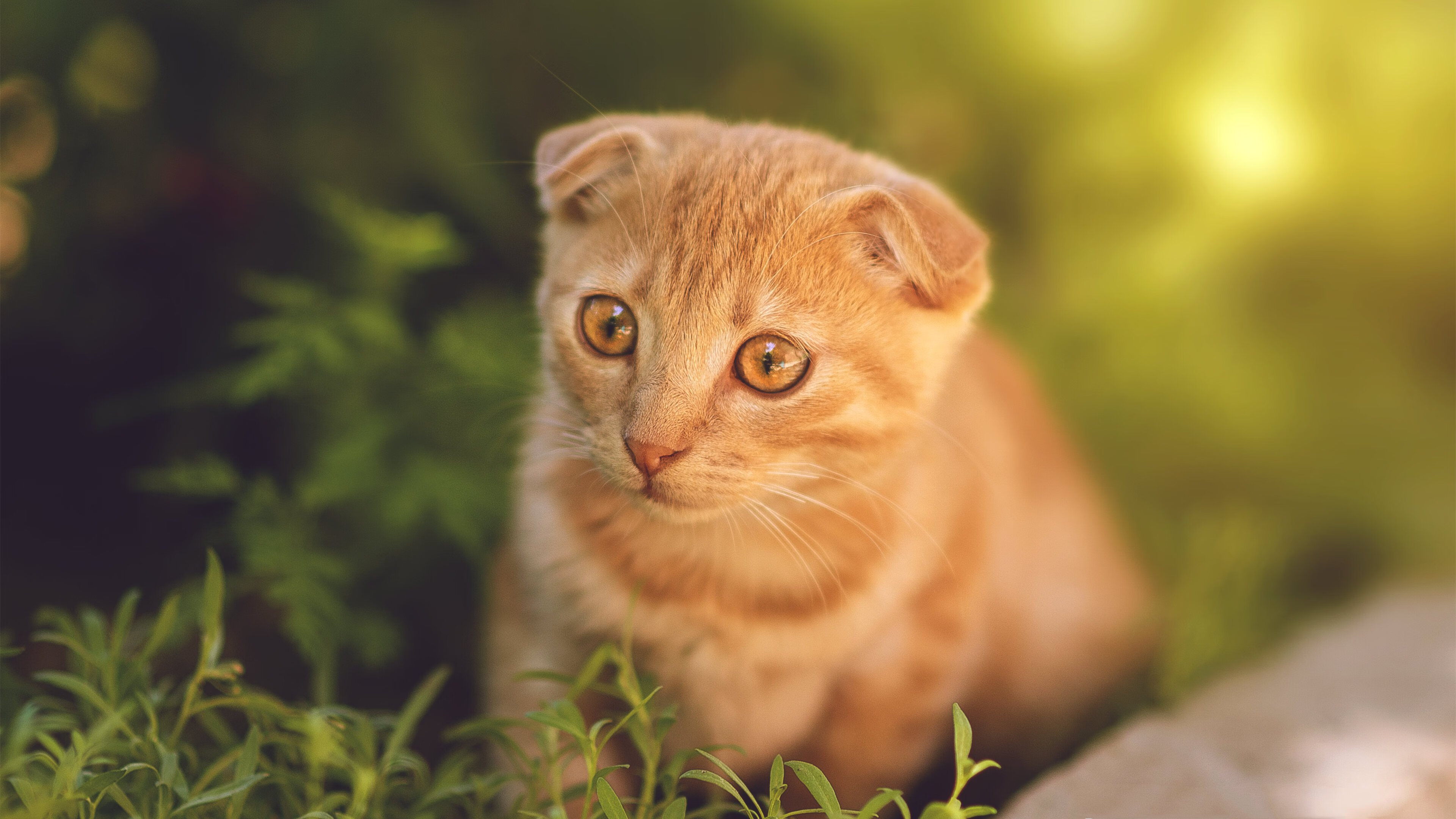 钻石切面,塔图姆如何用九个角度切割公牛