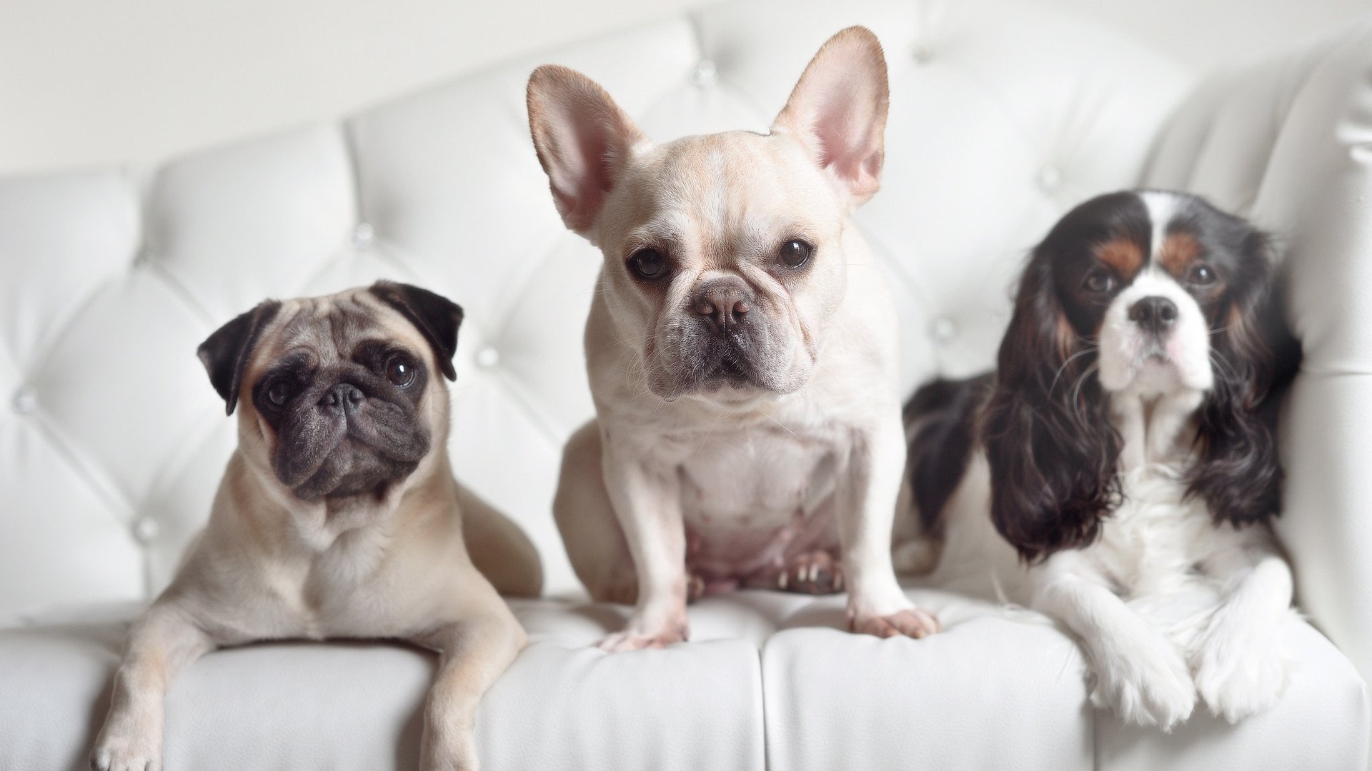 因果的琴弦,当厄德高在别处拨动,安菲尔德的地基随之震颤