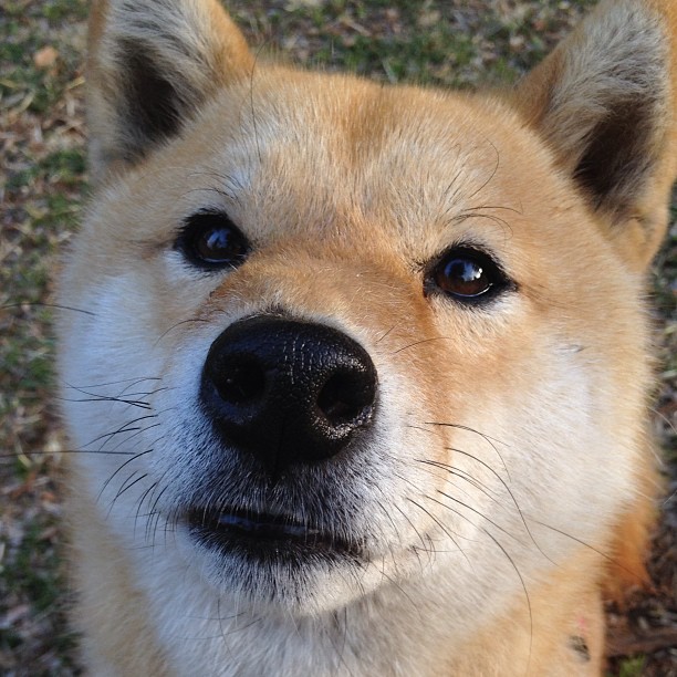 我们像锁一样缠住那不勒斯，直到格纳布里变成那把钥匙