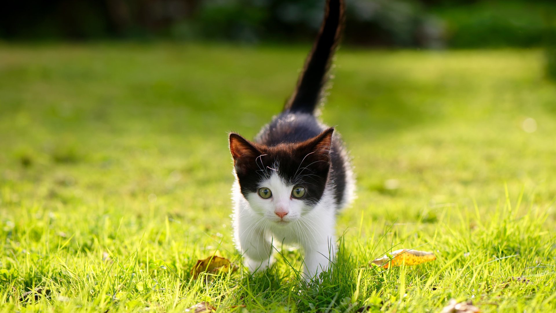 布伦森攻防转换核心，跨时空对决，当步行者提前终结悬念遭遇2019广东队铁血防守