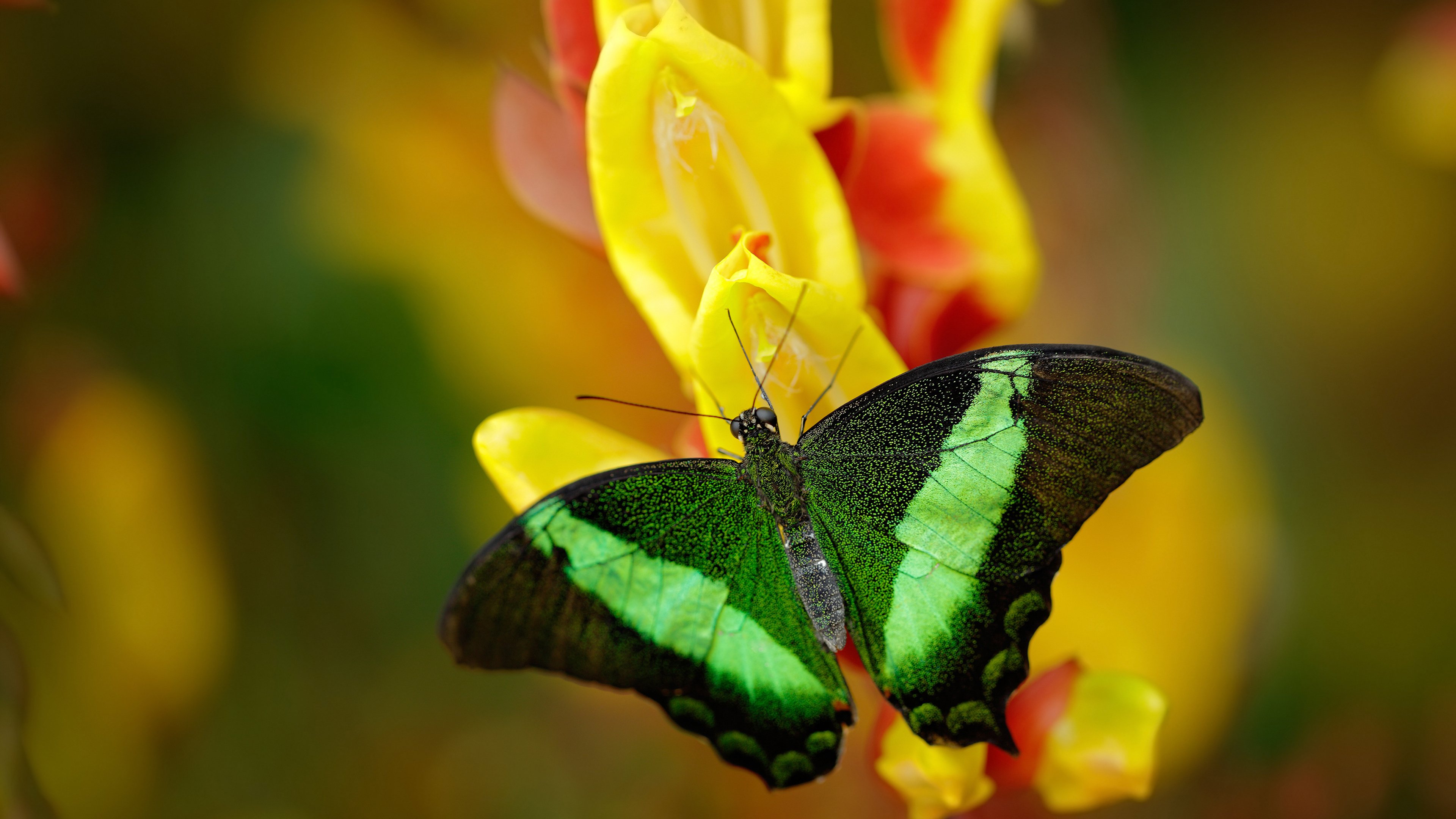 冰与火的相遇，一场注定没有第二场的唯一对决