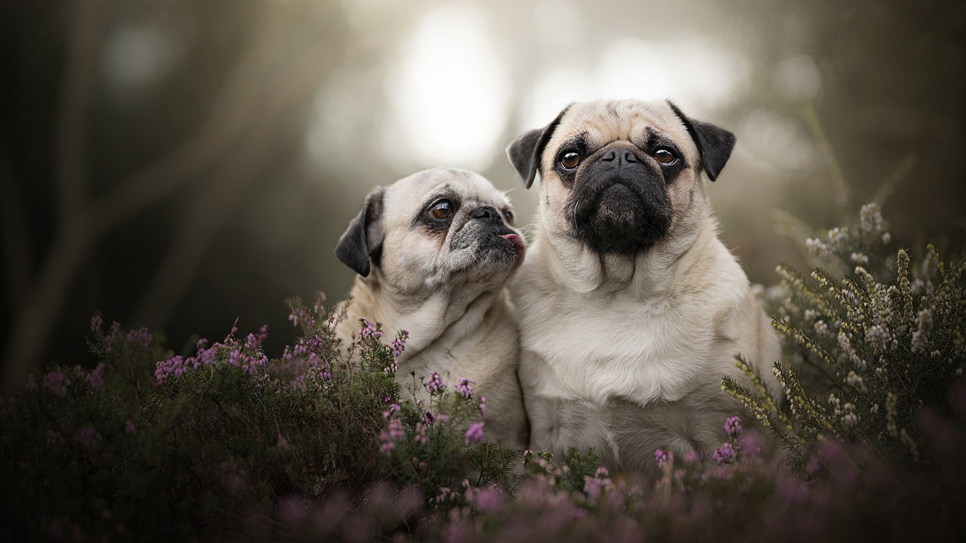 地狱主场与王权崩塌，维尼修斯火焰点燃摩纳哥的绞杀之夜