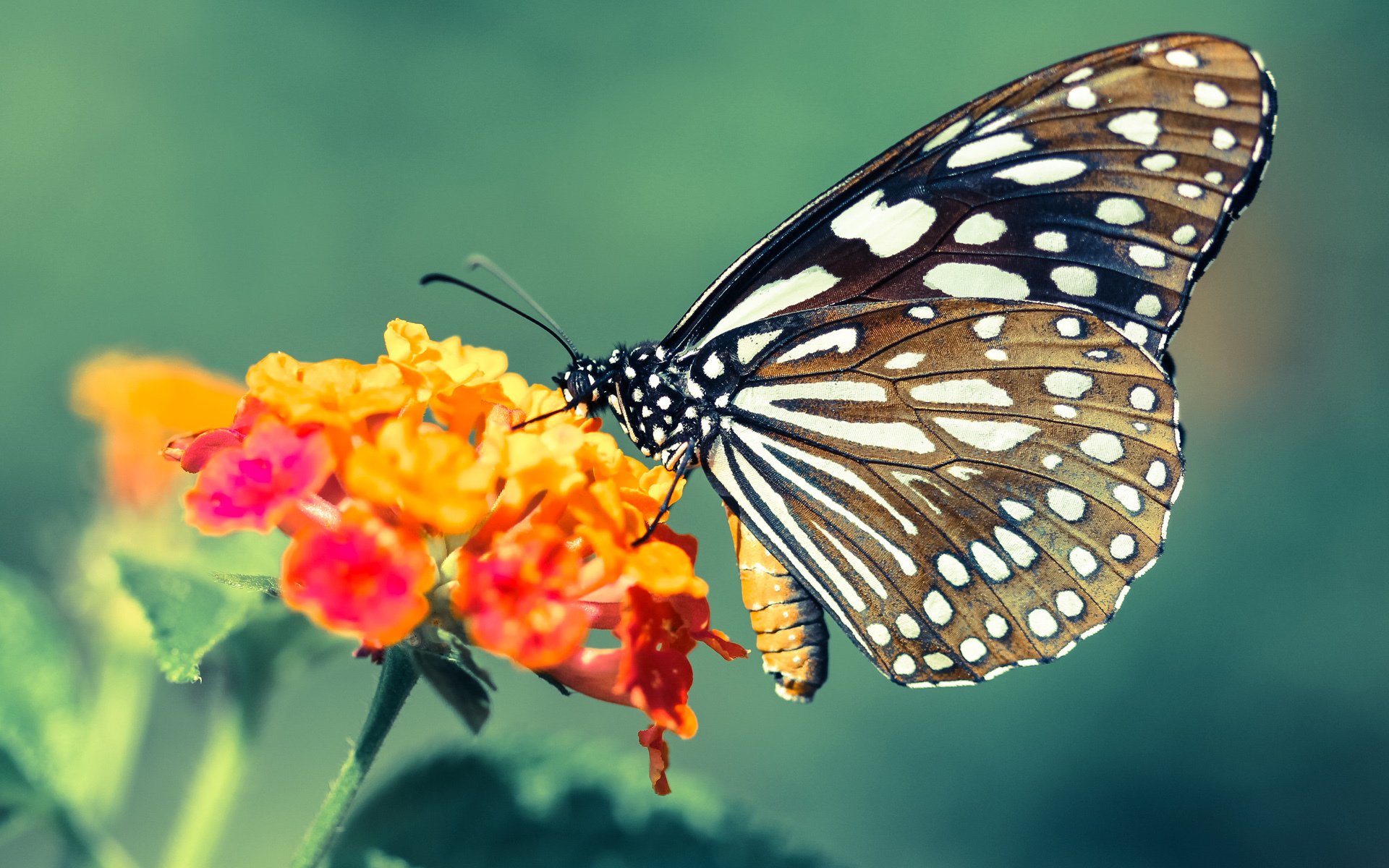 美加墨世界杯之夜，9.5分的亚洲灯塔，富安健洋如何以沉默哲学统治赛场？