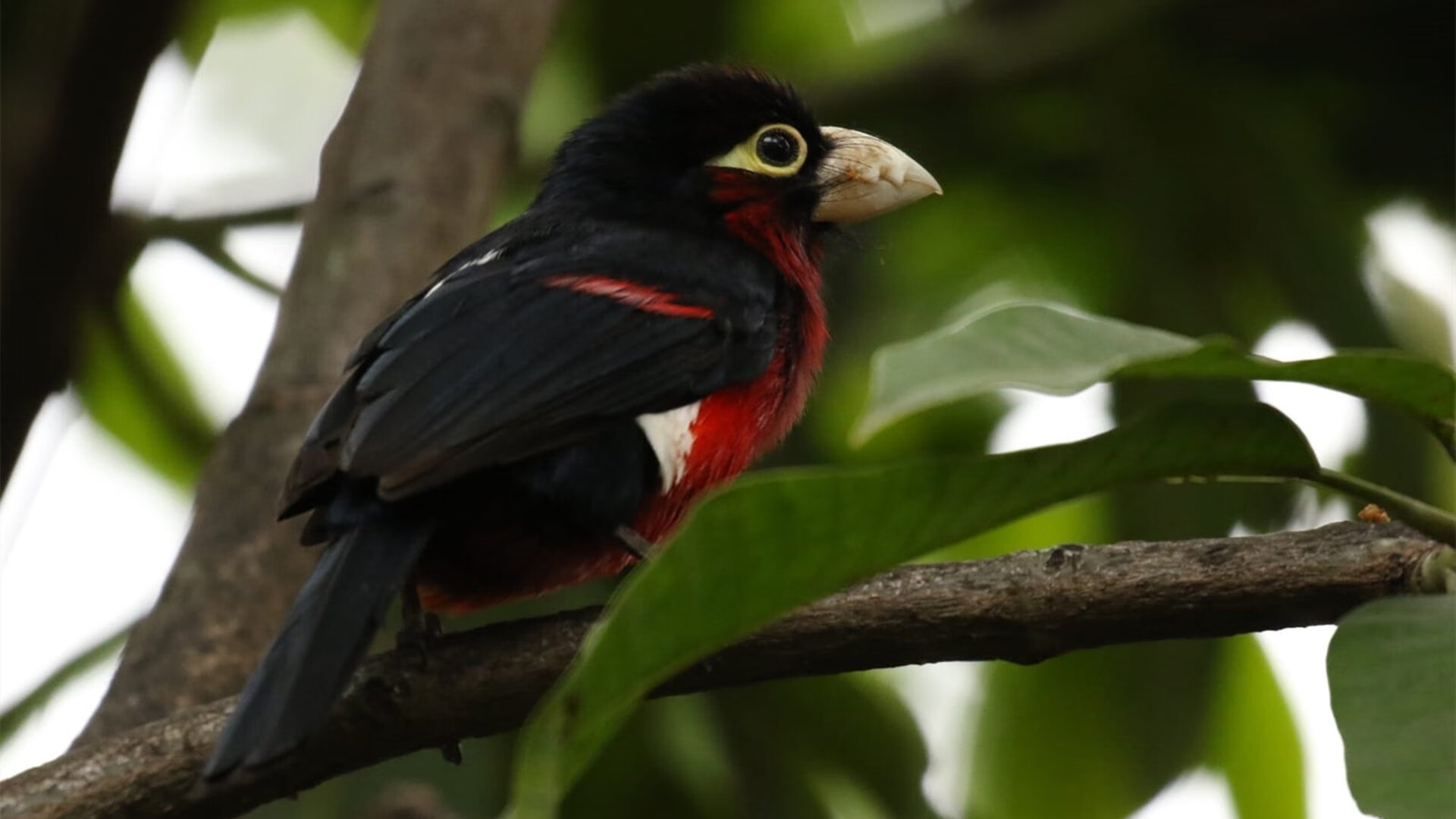 金门桥上空的逆行者，当德罗赞用古典技艺肢解现代篮球