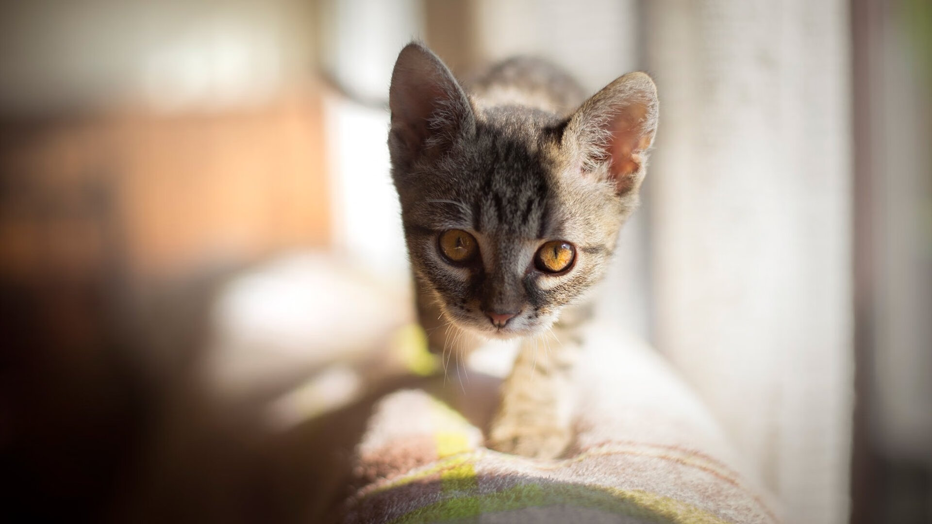 冰冷数据从未记下他的名字,但命运记得,克雷·汤普森的18次攻防转换与一场永不回头的逃亡