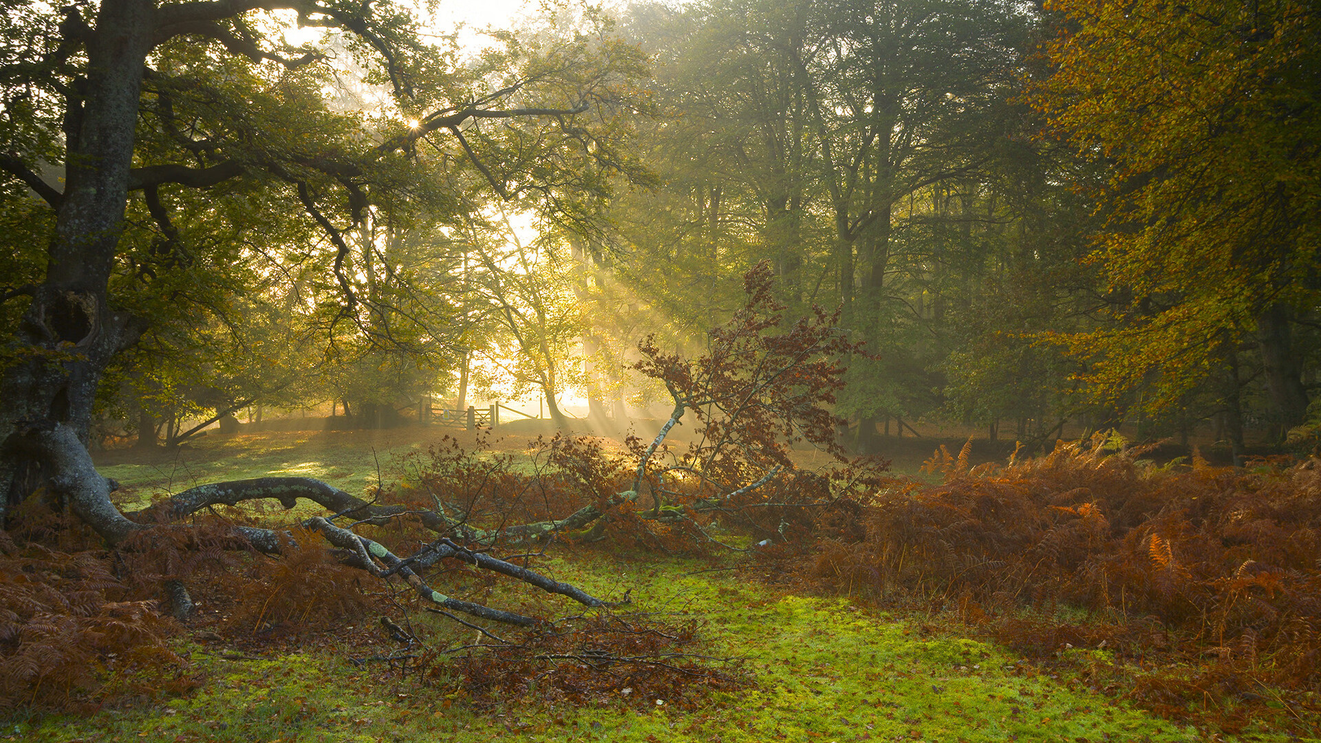 跨界奇迹，阿尔及利亚足球的坚韧与阿拉巴的NBA梦幻统治