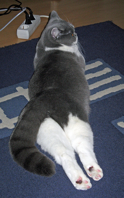 亚特兰大撕裂奥地利的韵律，当机械战警闯入交响乐大厅