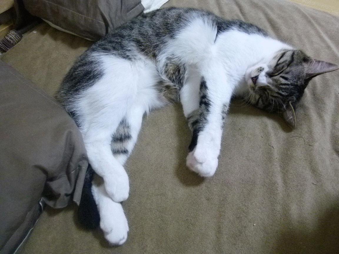 惨败夜格林却让纽约颤抖,47分刷爆记录!他是热火唯一的逆光