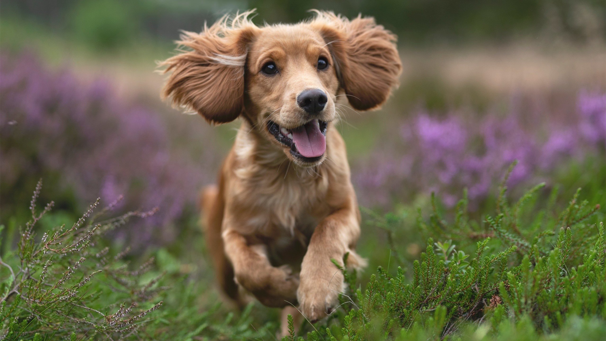 跨界节奏，克罗地亚足球的掌控与特奥篮球的接管之战
